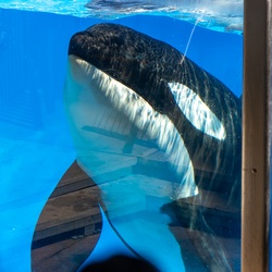 Walt Disney World, Sea World, March-April 2018