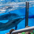 WDW201803-395