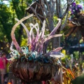 WDW201803-436