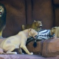 WDW200901-157