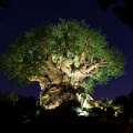 WDW200901-262