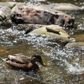 Chagrin Falls