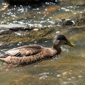 Chagrin Falls