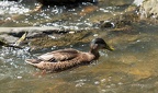 Chagrin Falls