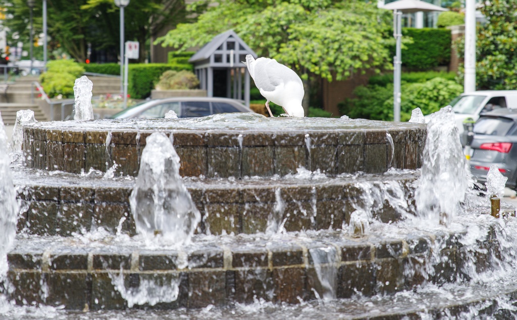 201806 Alaska-036 Pelican the seagull.jpg