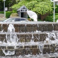 Pelican the seagull