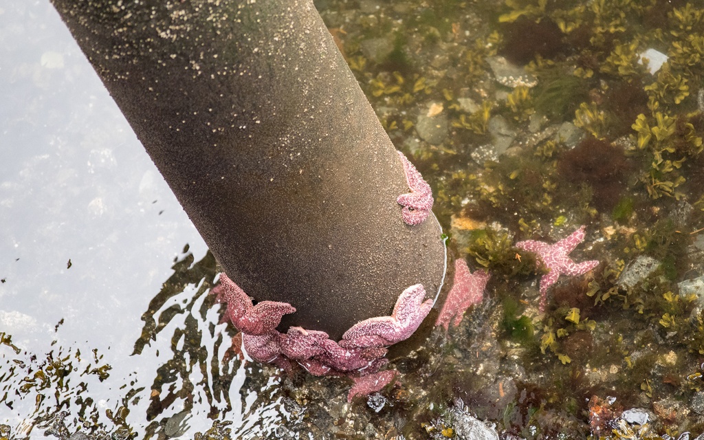 201806 Alaska-112 purple sea stars.jpg