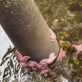 purple sea stars