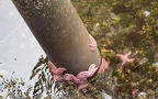 purple sea stars