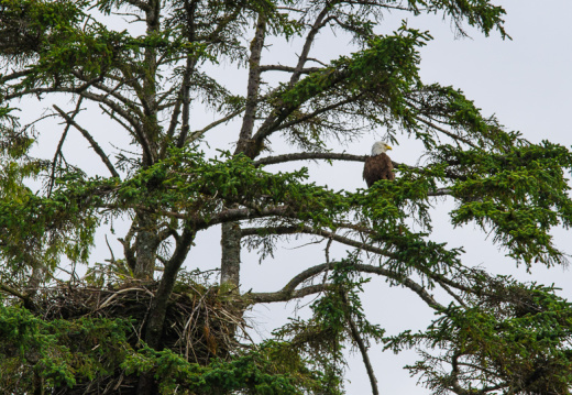 bald eagle and nest