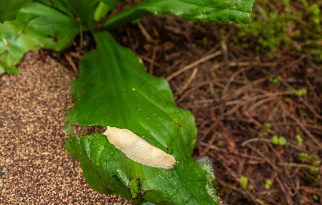 201806 Alaska-131 banana slug.jpg