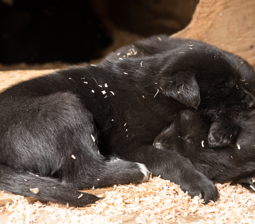 sled puppies