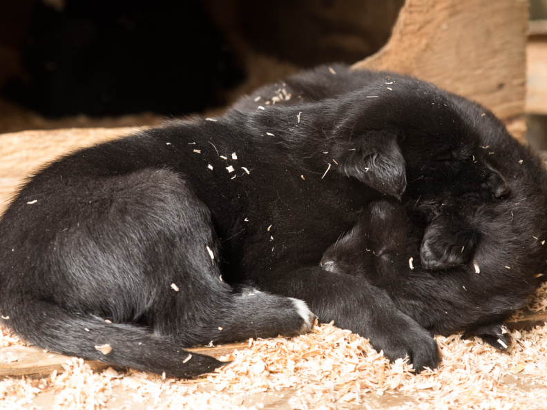 sled puppies
