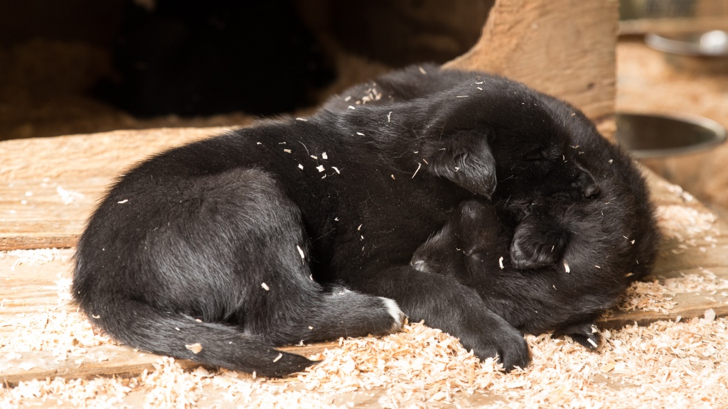 201806 Alaska-239 sled puppies.jpg