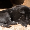 sled puppies