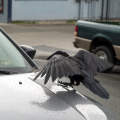 crow landing on Jeep