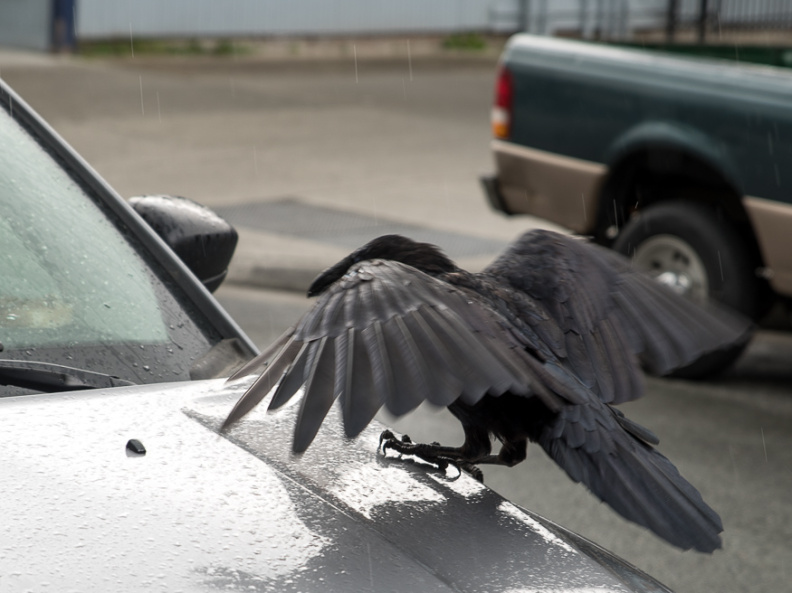 crow landing on Jeep