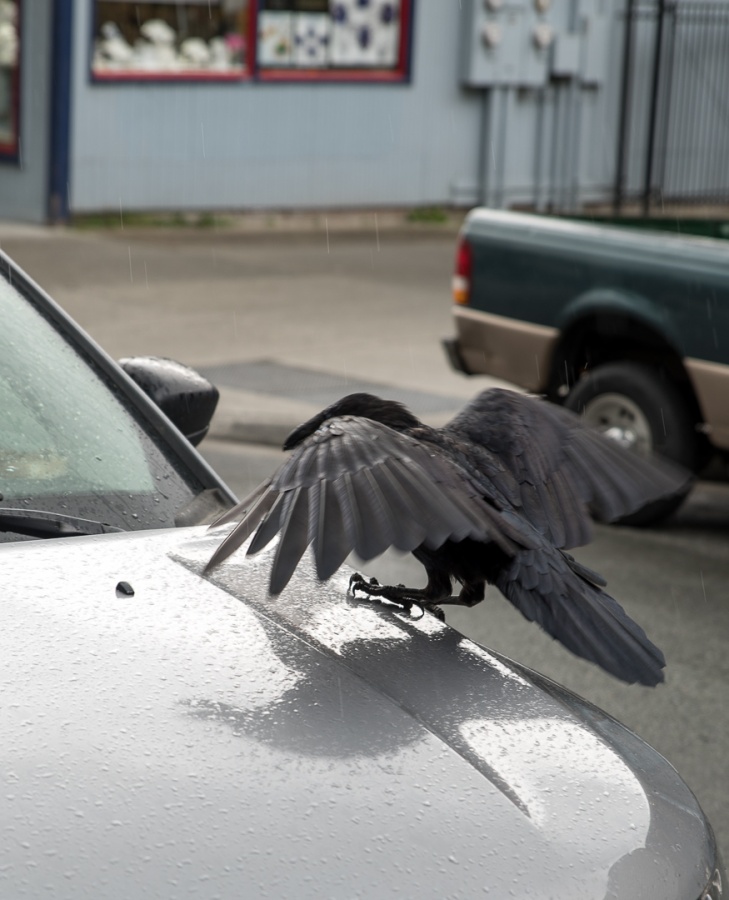 201806 Alaska-259 crow landing on Jeep.jpg