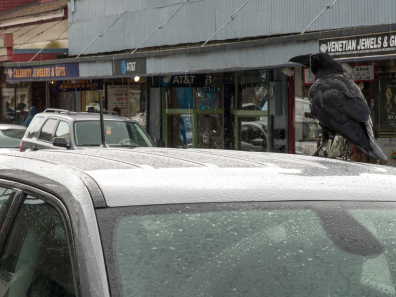 crow landing on Jeep
