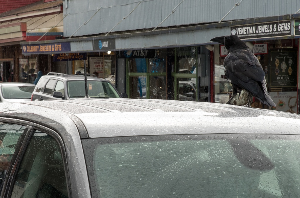 201806 Alaska-260 crow landing on Jeep.jpg