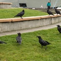 ravens