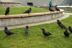 ravens