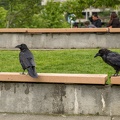 ravens