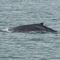 201806 Alaska-285 