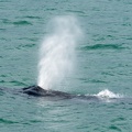201806 Alaska-295 