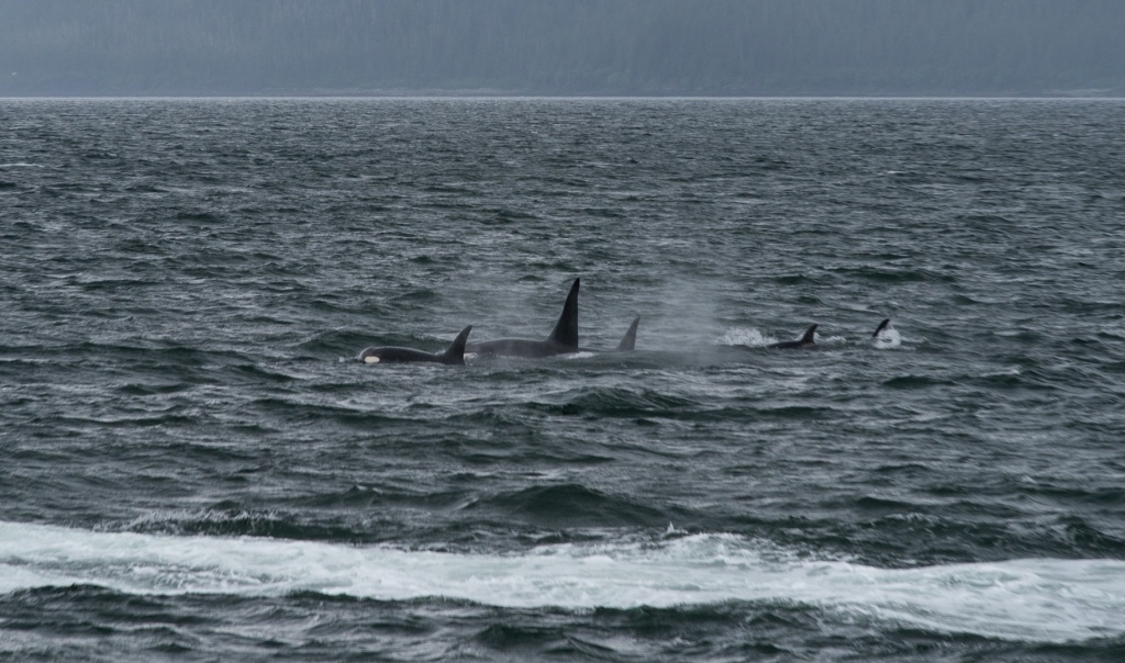 201806 Alaska-303 orcas.jpg