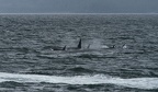 orcas