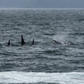 orcas