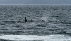 orcas