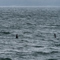 orcas