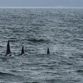orcas