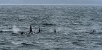 orcas