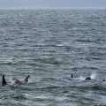 orcas