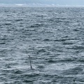 orcas
