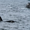 orcas