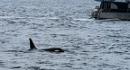 orcas