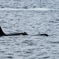 orcas
