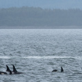 orcas