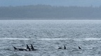 orcas