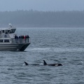 orcas