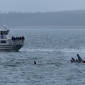 orcas