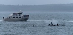 orcas