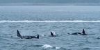 orcas