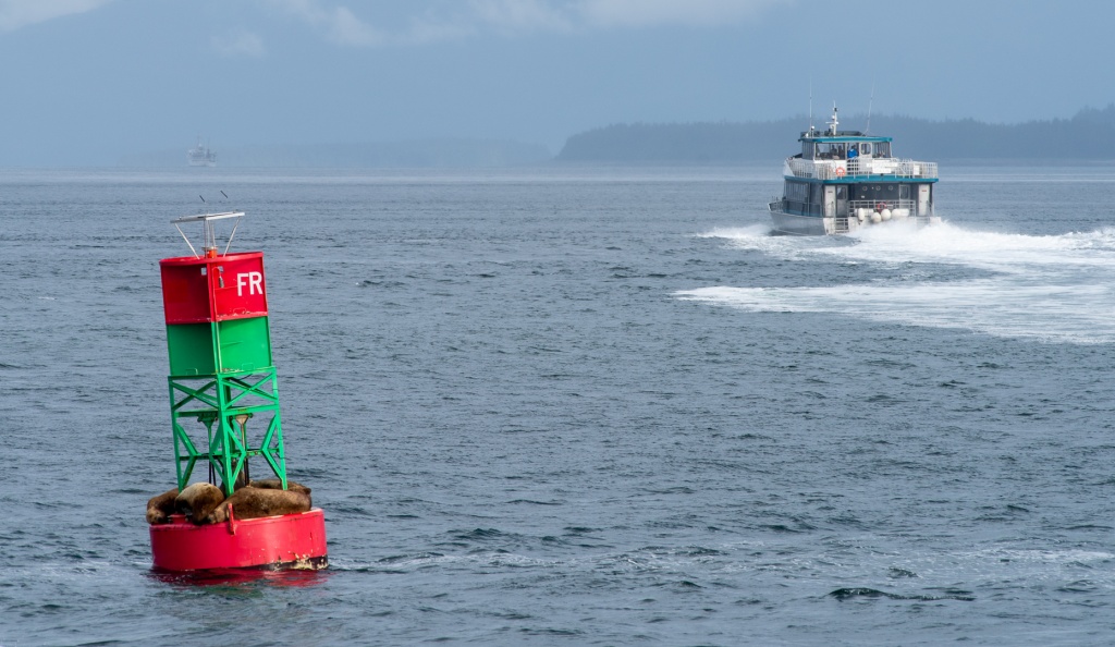 201806 Alaska-322 sea lions.jpg