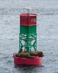 sea lions