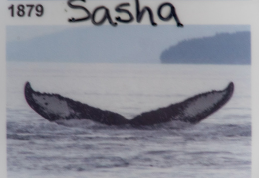 name of whale we saw